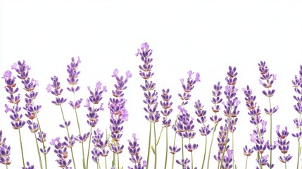 Naklejka premium Lavender flowers border on white background. (1)