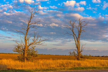 Obraz premium rural landscape with two lonely dry trees rising among golden meadow grasses. 