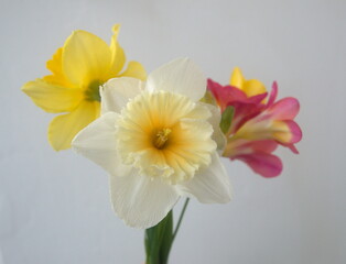 Fototapeta premium Bouquet of white and yellow narcissus in bloom, on light grey background 