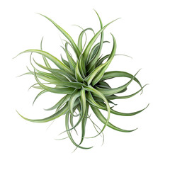 3D Hanging Air Plant with Wispy Green Leaves Isolated on Transparent Background