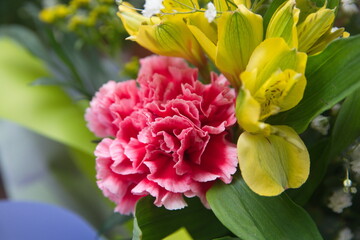 Pink Dianthus caryophyllus, carnation or clove pink,  species of Dianthus.