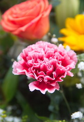 Pink Dianthus caryophyllus, carnation or clove pink,  species of Dianthus.