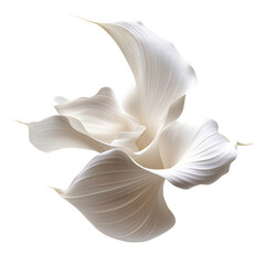 A Delicate Calla Lily with Sleek Elegant Petal Isolated on Transparent Background