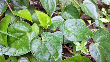 Fresh Green Betel Leaves Growing in Garden, Piper Betle Plant