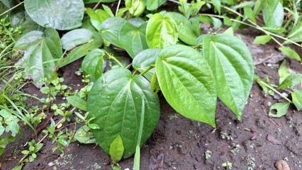 Lush Green Piper Betle Leaves on Soil, Aromatic Plant