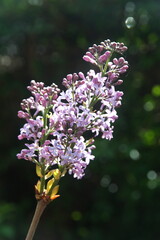 Blooming syringa, Syringa vulgaris,
common lilac flowers