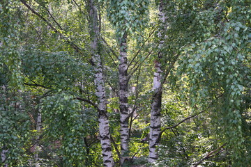 Russian forest, Betula papyrifera, Silver birch forest, Betula pendula,  warty birch, European white birch, East Asian white birch