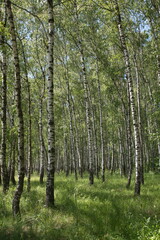 Obraz premium Russian forest, Betula papyrifera, Silver birch forest, Betula pendula, warty birch, European white birch, East Asian white birch