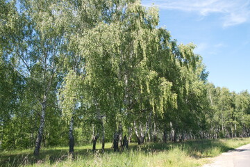 Russian forest, Betula papyrifera, Silver birch forest, Betula pendula,  warty birch, European white birch, East Asian white birch