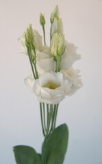 Bouquet of  white  Eustoma, commonly known as lisianthus or prairie gentian