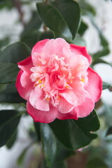 Blossom of pink camelia japonica, common camellia, Japanese camellia, or tsubaki