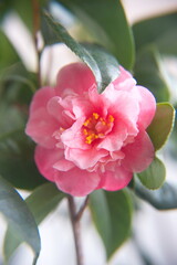 Blossom of pink camelia japonica, common camellia, Japanese camellia, or tsubaki 