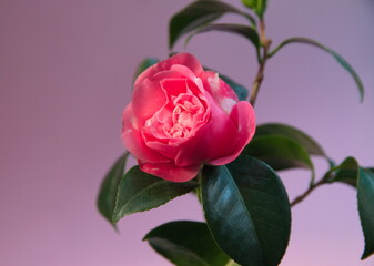 Blossom of pink camelia japonica, common camellia, Japanese camellia, or tsubaki , on lilac pink...