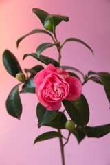 Blossom of pink camelia japonica, common camellia, Japanese camellia, or tsubaki , on lilac pink...