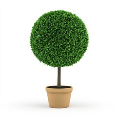 Perfectly Spherical Green Topiary Bush in Terracotta Pot Against White Background