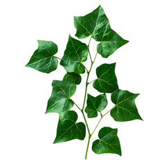 Lush Green Ivy Branch Isolated Black Background Botanical Nature Plant