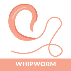 Whipworm Design Vector Illustration