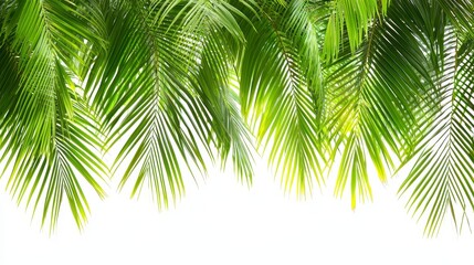 Tropical palm leaves border against white background.  Possible use  Nature backdrop