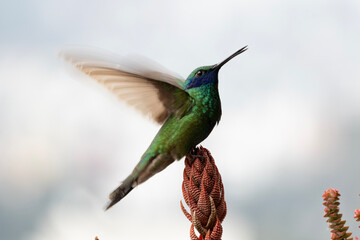 hummingbird in flight