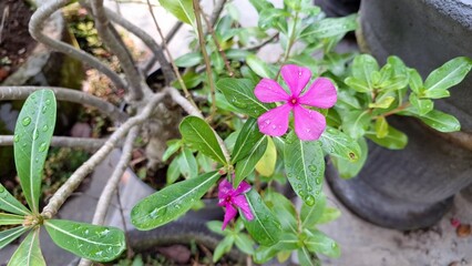 Pink Rose Periwinkle (Catharanthus roseus) with water pearls on petals, tropical flower known for its ornamental beauty and use in natural herbal remedies and traditional medicine