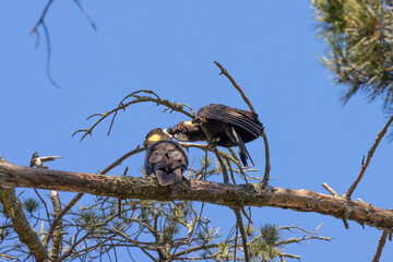 Yellow-tailed Black Cockatoos preening each other