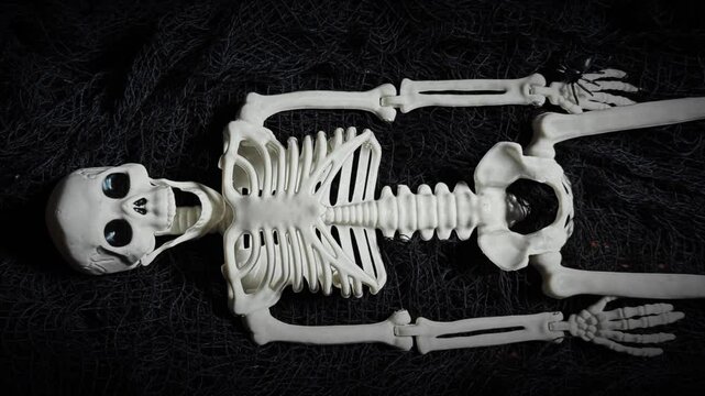 Skeleton and Spider Stop Motion
