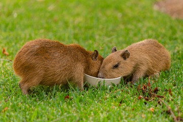 Capibaras tomando leche