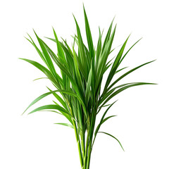 Obraz premium A Fresh Stalk of Lemongrass Isolated on Transparent Background
