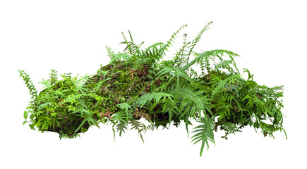 Tropical plant fern moss bush tree jungle stone rock isolated on white background with clipping path . © Rungsan