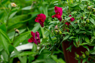 Snapdragon (Antirrhinum or dragon flowers) in the summer garden. Аmpel grade. Closeup