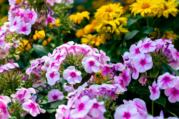 Blooming pink phlox in the summer garden.  Long-term high phloxes