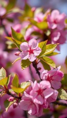 Obraz premium Delicate pink cherry blossom, solitary, nestled amongst vibrant green leaves, organic, japanese, isolated