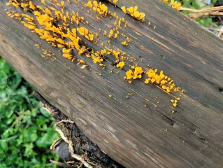 Dacryopinax spathularia or yellow fungus that grows on rotten and damp wood 
