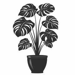 Obraz premium Elegant Black and White Monstera Houseplant Illustration - Minimalist Tropical Decor for Modern Lifestyle