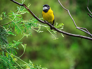 Australian Golden Whistler Pretty Yellow