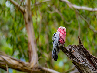 Erect Galah Perched On Solitary Stump