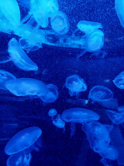 Graceful Jellyfish Floating in Blue Abyss