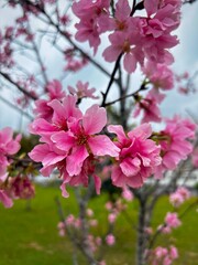 pink cherry blossom