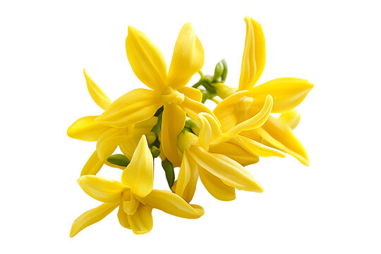 Yalangoch video modellar kasting