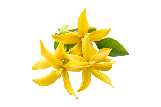Fresh yellow ylang-ylang flowers with green leaves isolated on transparent background