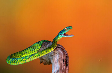 Culebra verde bocona