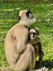 mother and baby lengur sitting in lush green grass field