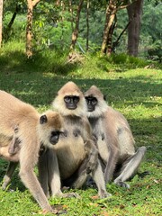 Group of Lengur monkeys sitting in grassy field