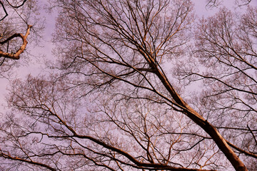 冬枯れした木々と青空