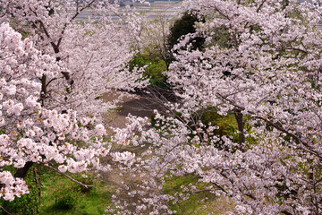 春の袖ヶ浦公園　袖ヶ浦公園　千葉県袖ケ浦市