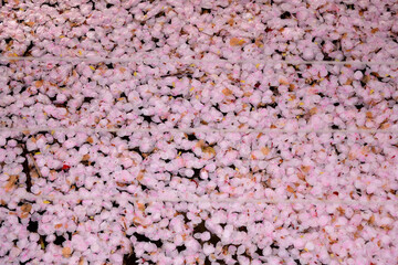 水面に落ちて溜まった桜の花びら　　