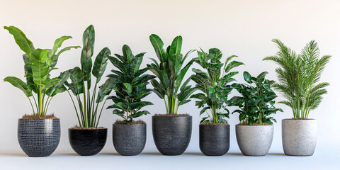 Fototapeta premium A neat row of diverse potted plants. various green leaves,