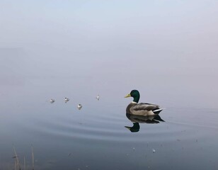 A duck floats on a still body of water