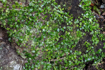 Rock felt fern (Pyrrosia rupestris) growing on boulder in Yoshikien Garden, Nara, Japan.
