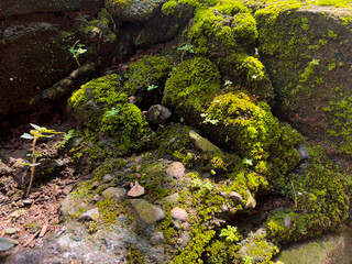Mossy Soil Mound with Grass and Small Plants Growing Among Red Bricks